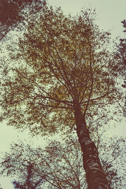 there are many leaves on the nches of a tree