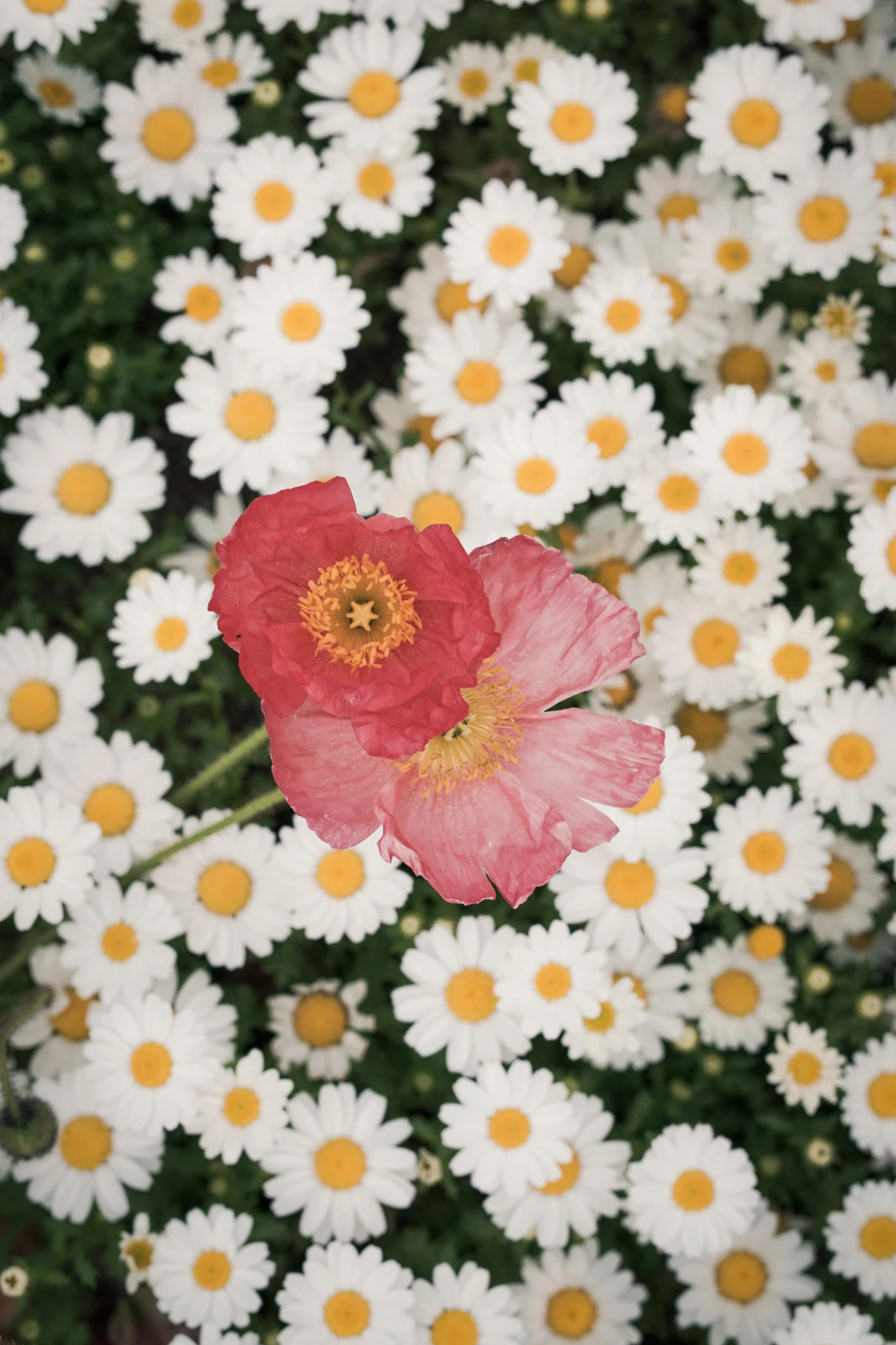 an image of a bunch of flowers