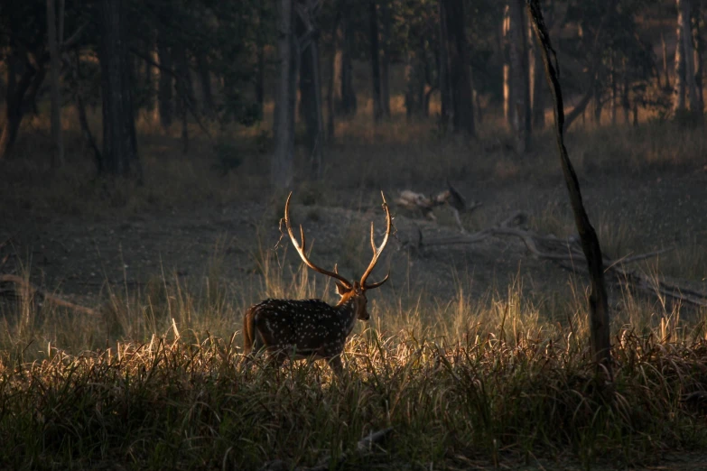 a deer in the middle of the woods during the day