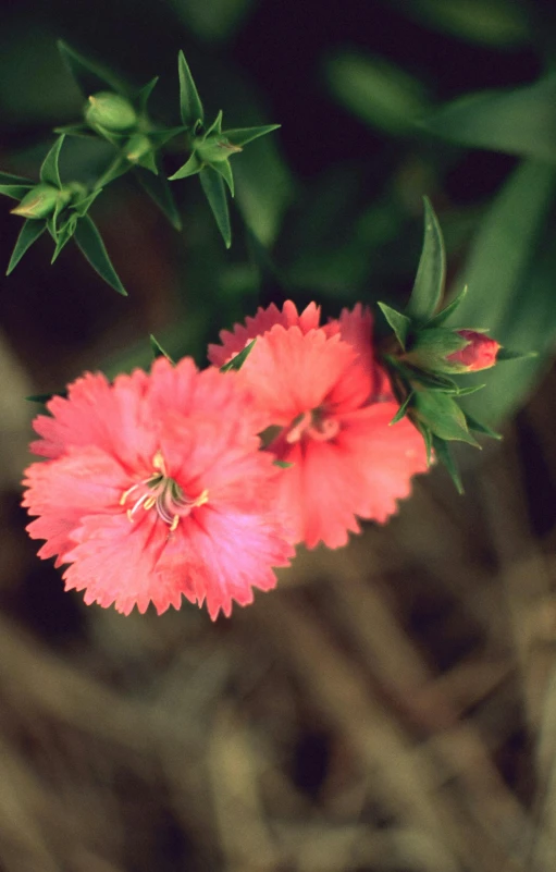 a red flower in bloom on a nch