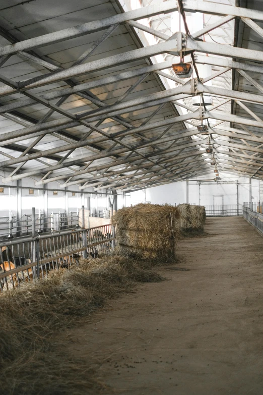 this barn has several cows feeding in the hay