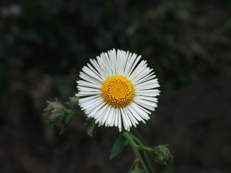 there is a small white flower with a yellow center