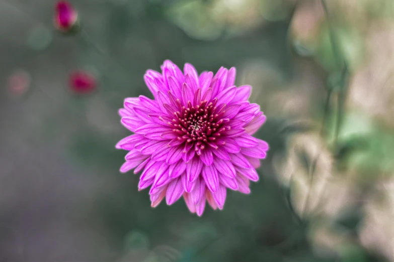 a single purple flower with pink tips on it