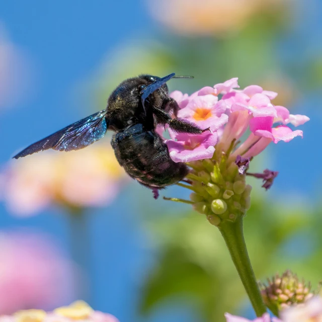 a bug on pink flower with blue sky in the background