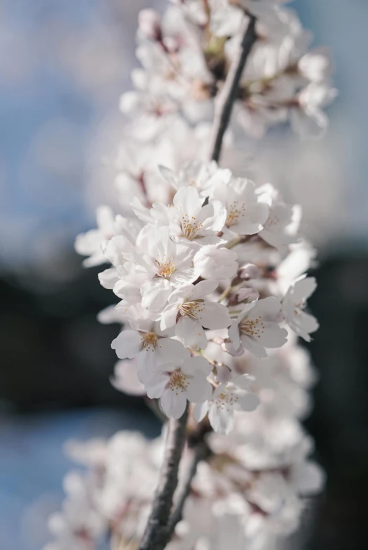 white cherry blossoms are coming on a nch