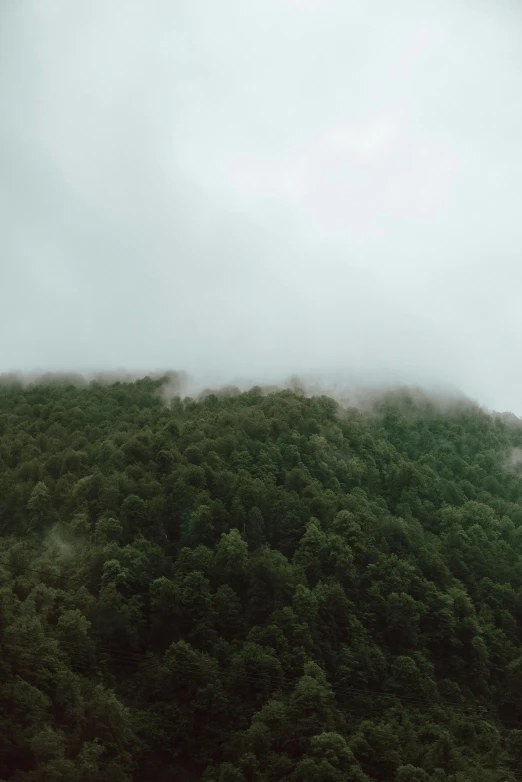 a plane flying over a forest covered with lush green trees