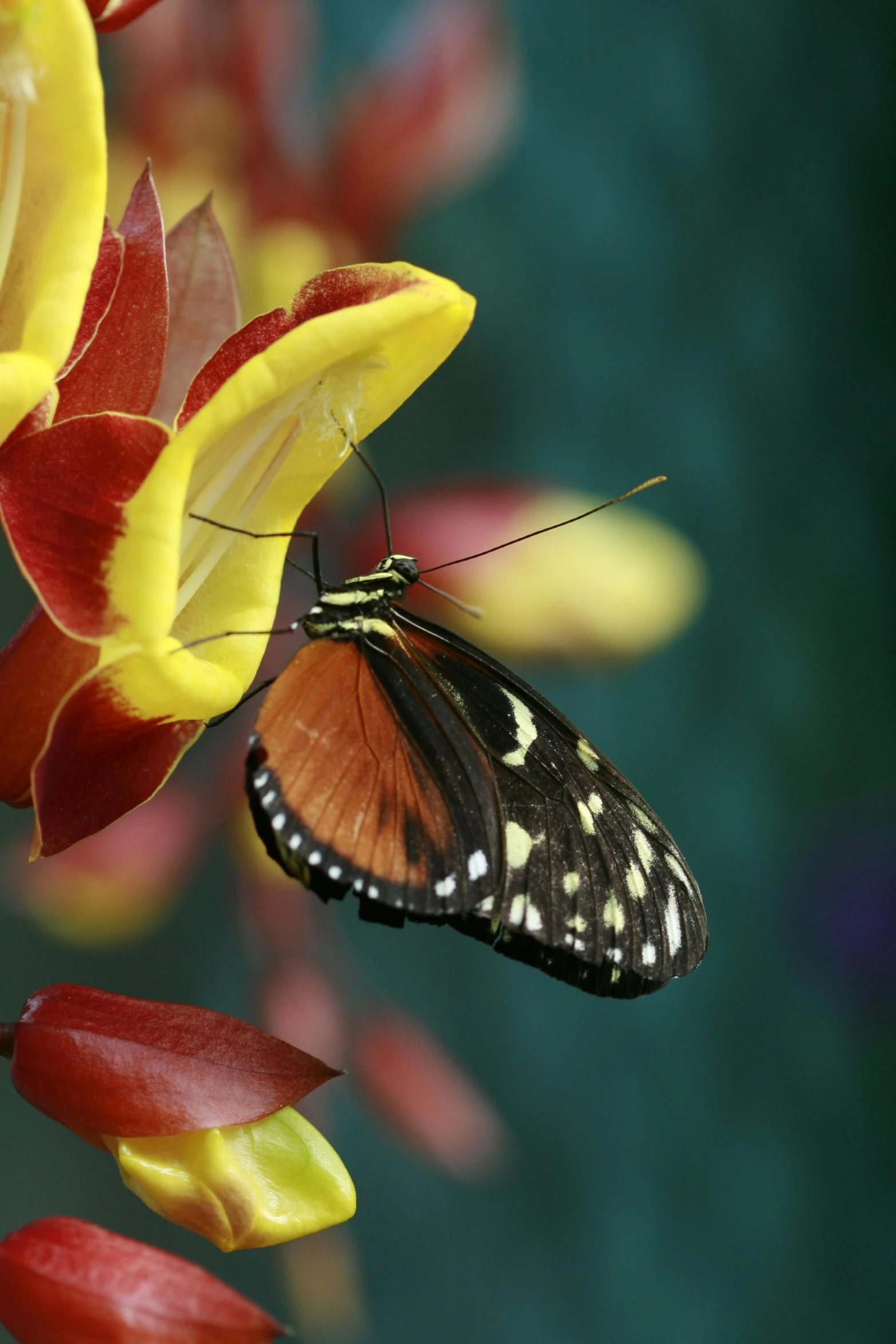 a small erfly resting on a flower