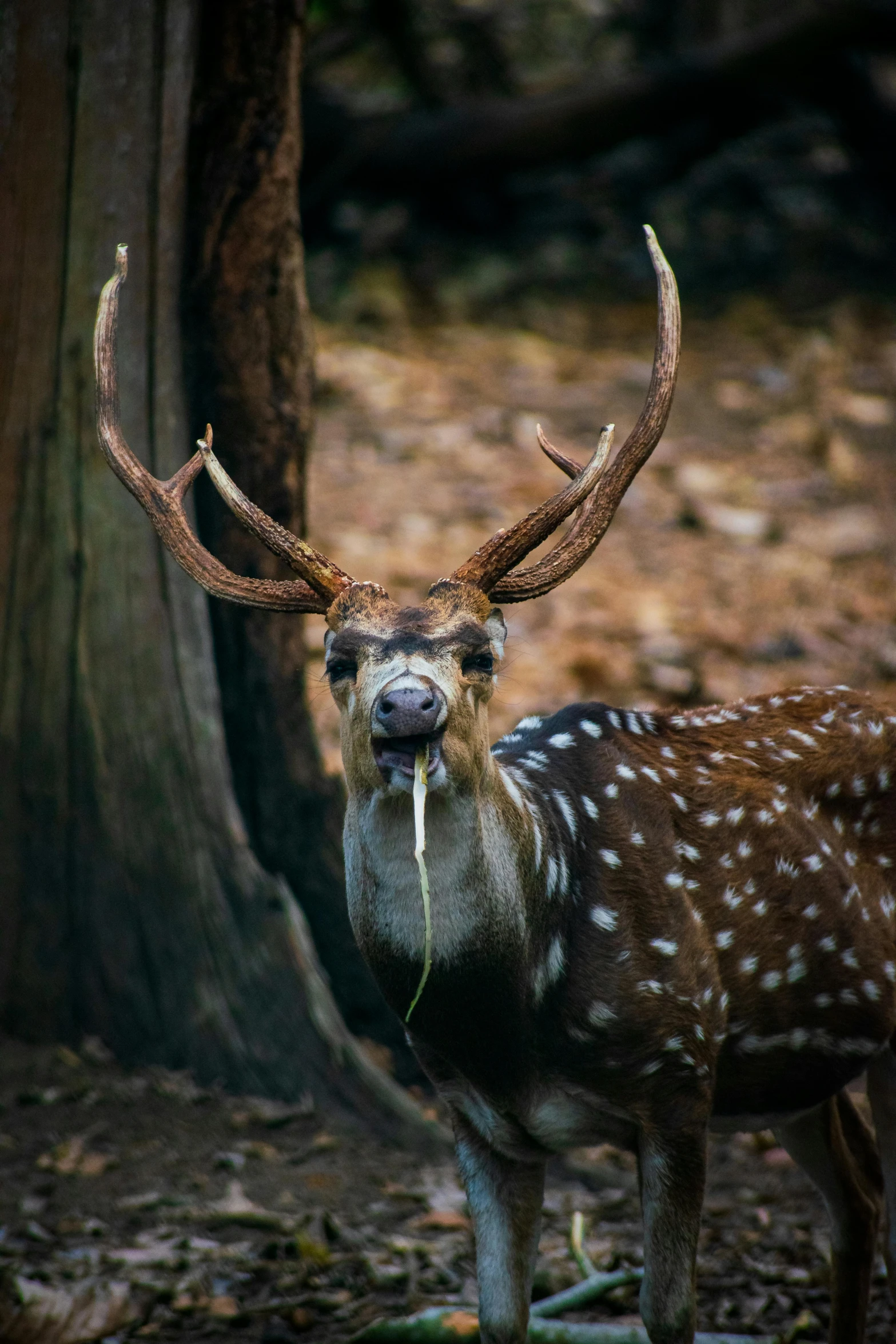 the white tailed deer has been grazing for years