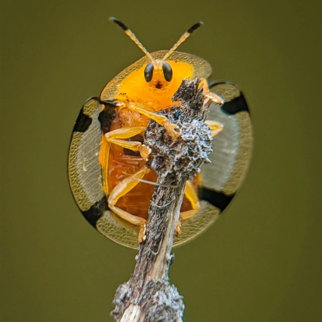 a bug sits on top of a dry plant