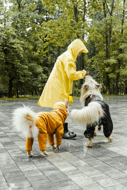 three dogs are dressed up as a man and woman