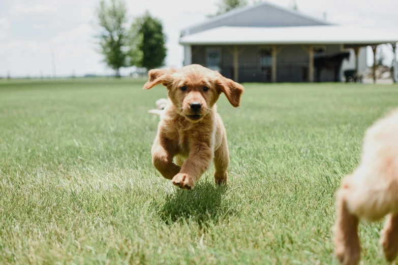 a small dog running through the grass on a field