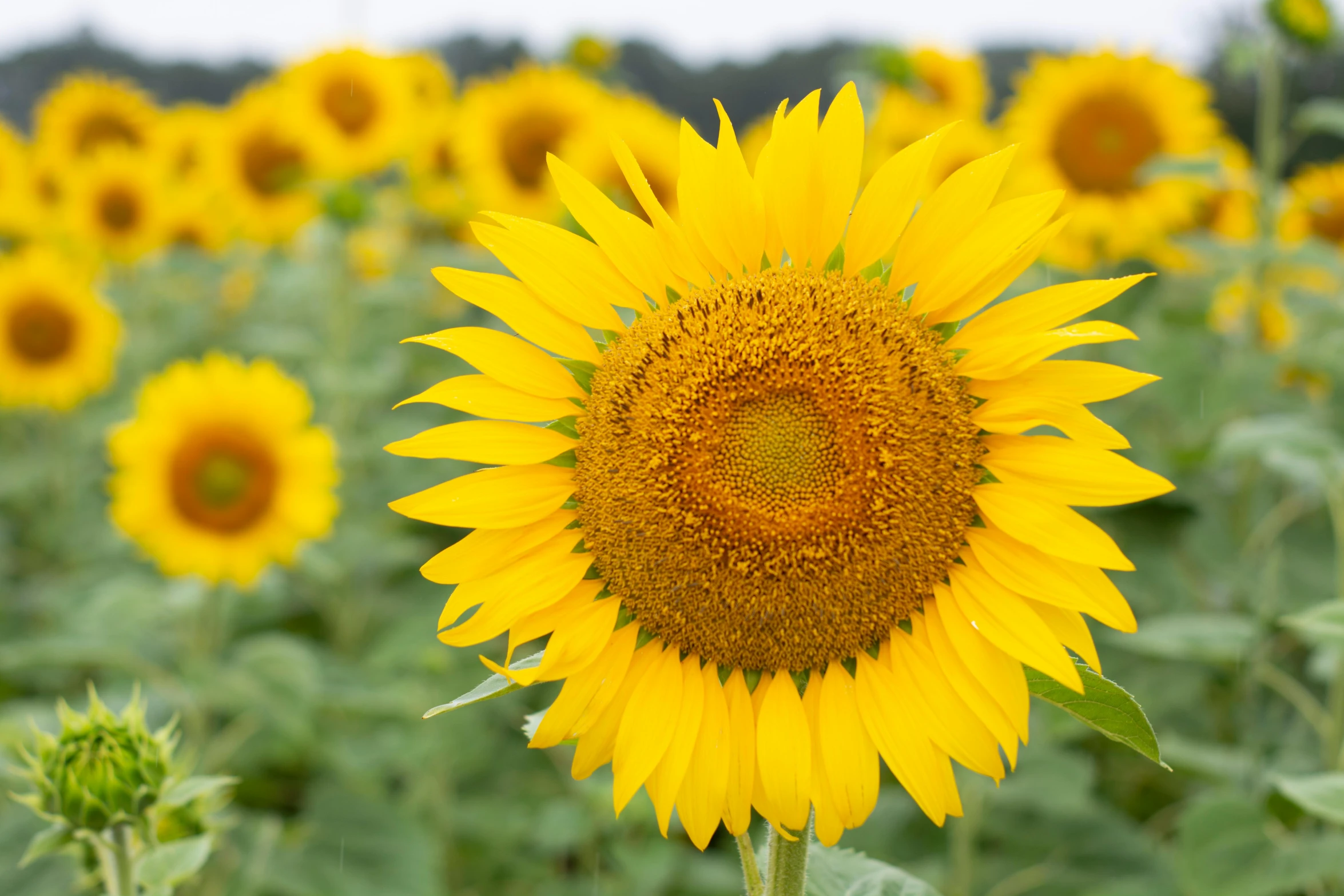 a large yellow flower with lots of petals