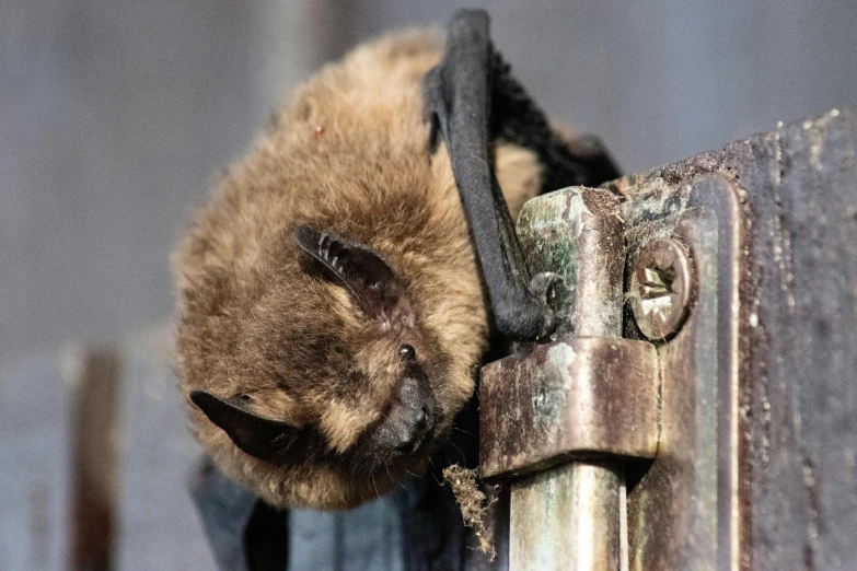 a dead animal is hanging on a pole