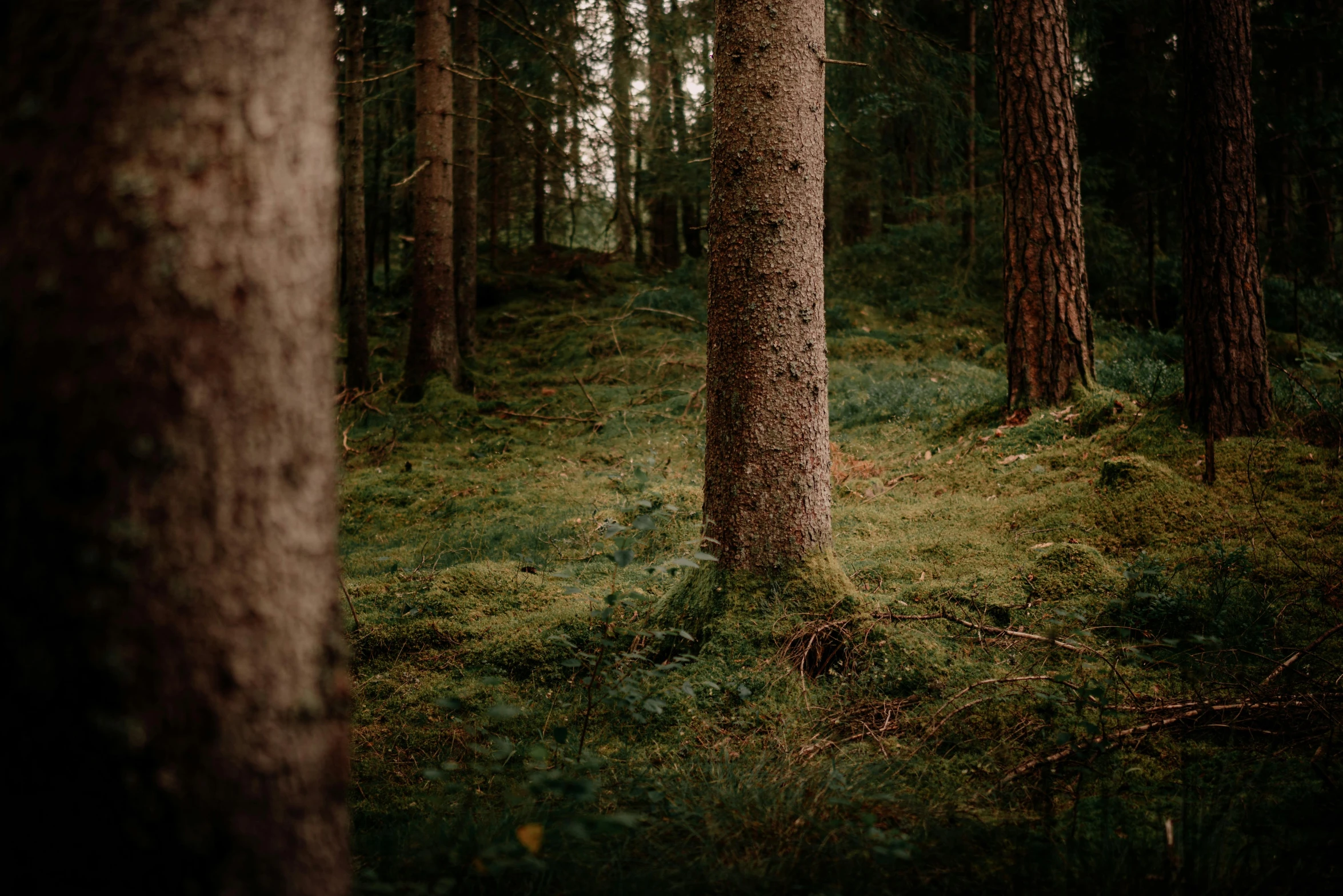 a forest filled with lots of tall trees