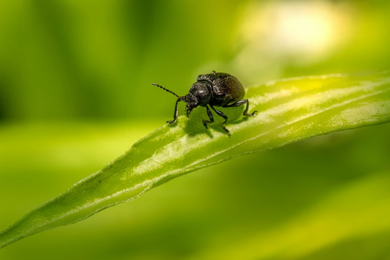 a black bug on a green leaf