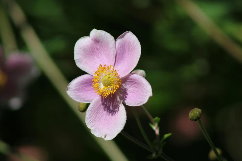 pink flowers with yellow center in a field