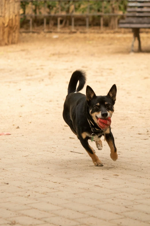 a dog that is running with a frisbee in its mouth