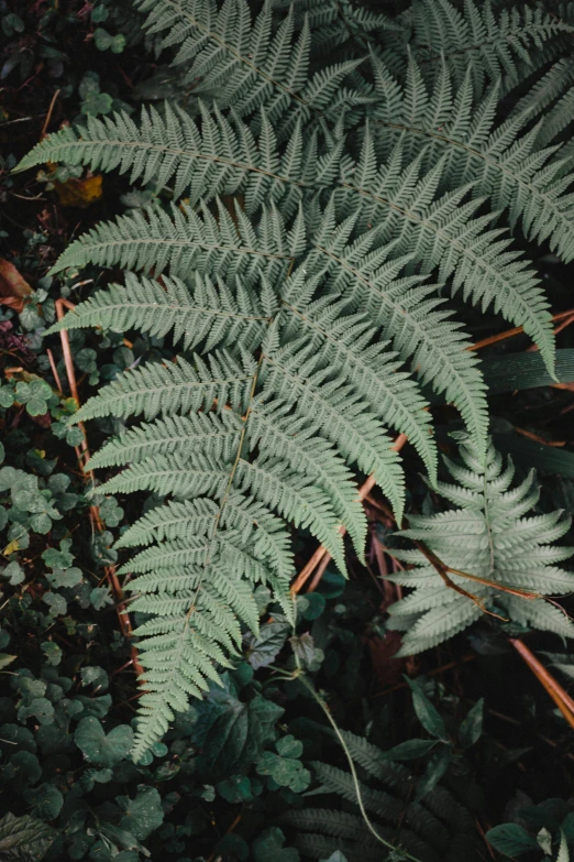 a plant with lots of leaves and other vegetation