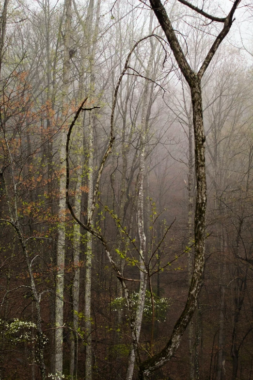 a single tree with a white frond stands out in the middle of the forest