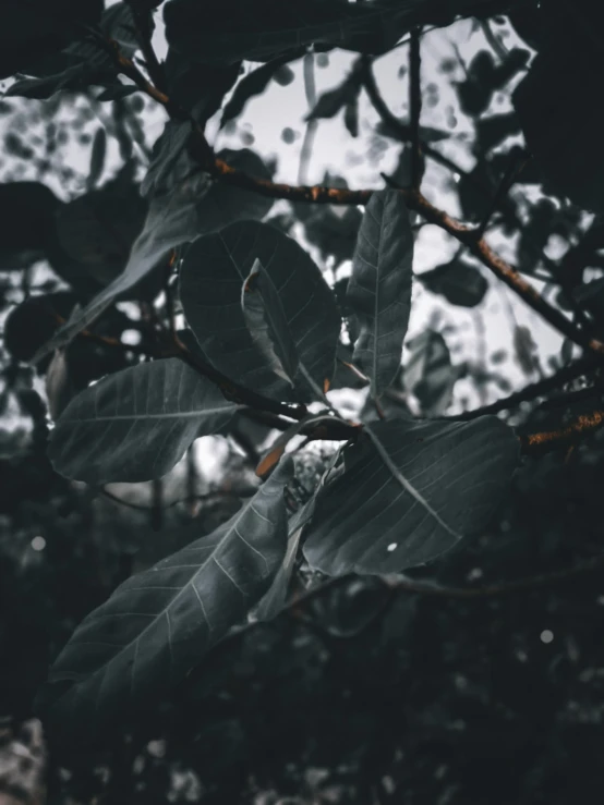 dark green leaves hanging off the nch of a tree