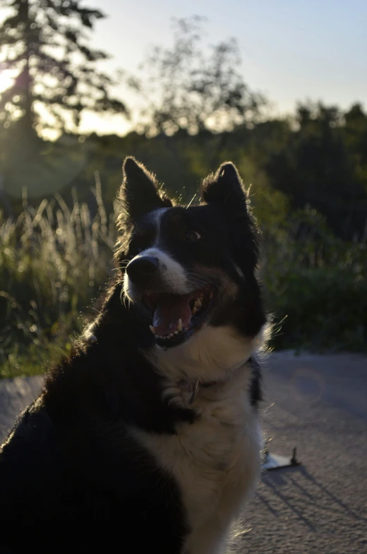 a dog sitting down looking up with its mouth open