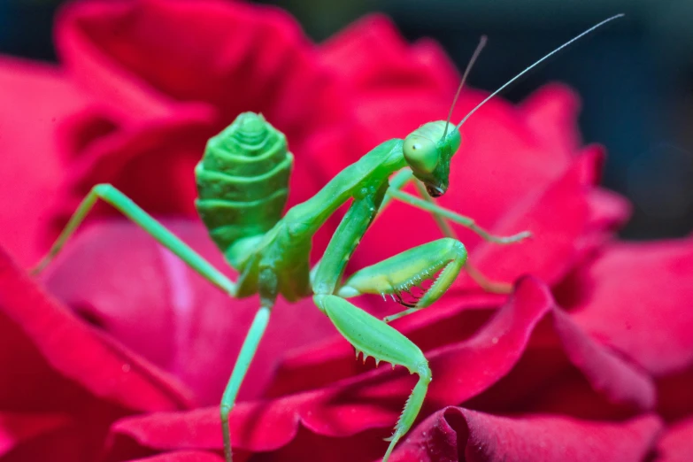 a mantisca with one foot standing on its head