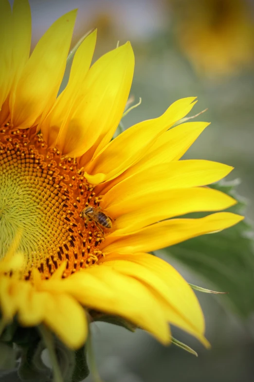 there is a small bee on the middle of this sunflower