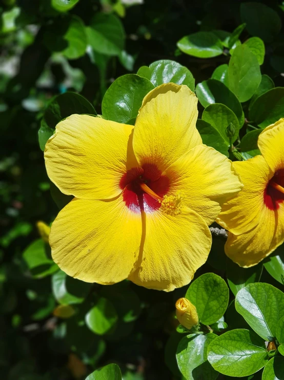 a couple of flowers that are in some bushes