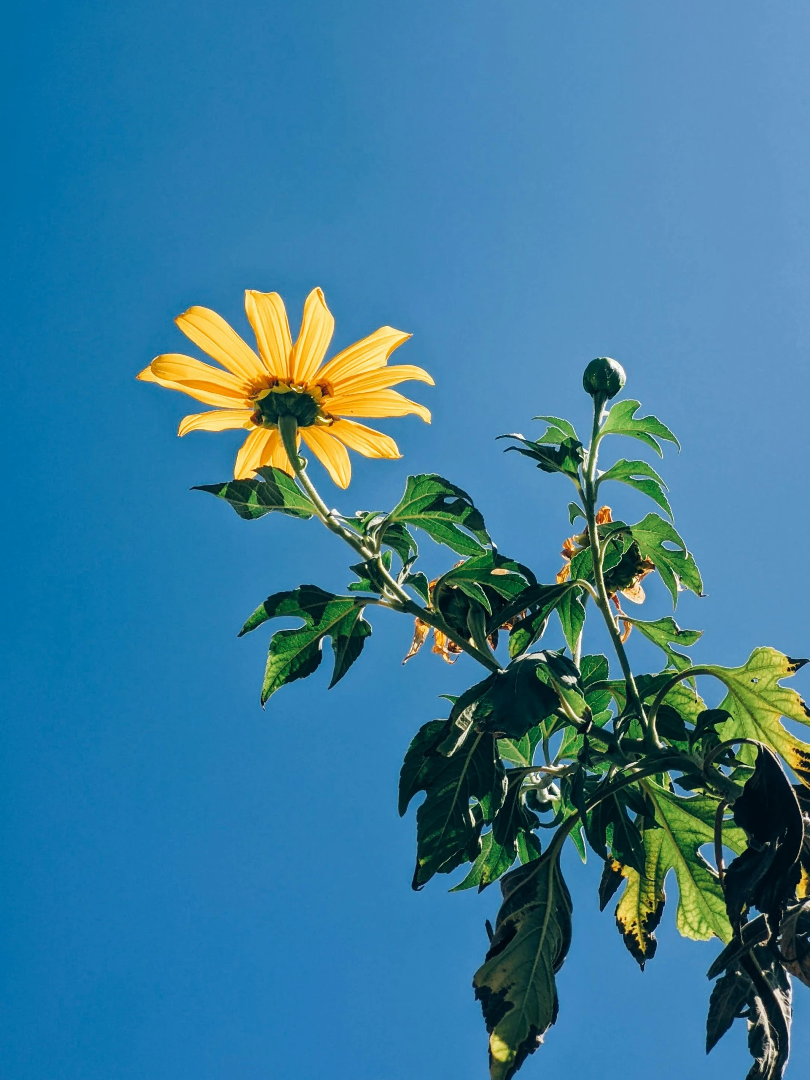 a yellow flower growing out of the side of a tree