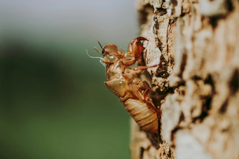 a close up of an insect on a tree