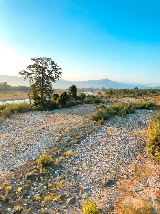 a hill with some bushes and plants in the background