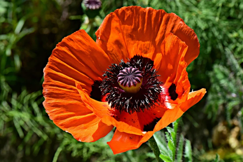 a close up image of an orange flower