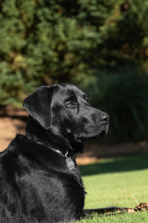 a black dog laying on grass in the shade