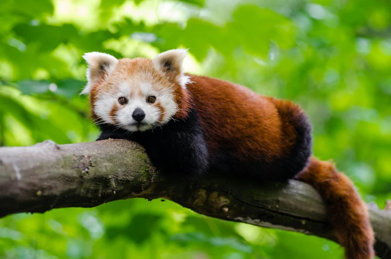 a small red panda bear on top of a tree nch