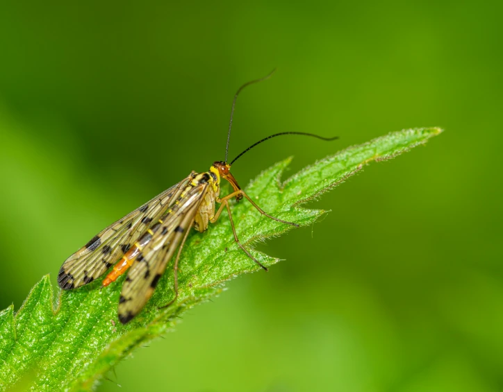 an insect sitting on a plant in a field