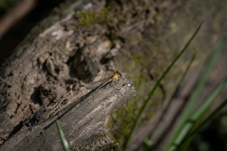 a tree stump and grass covered ground next to it