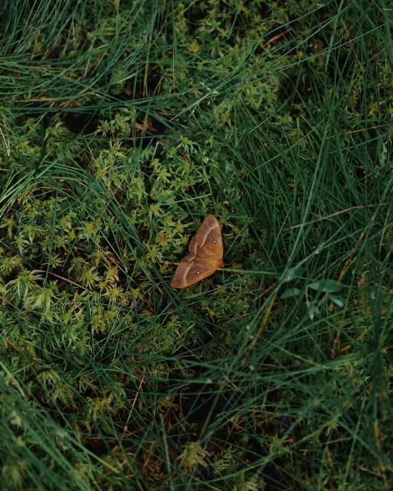 small brown leaf sitting in the grass