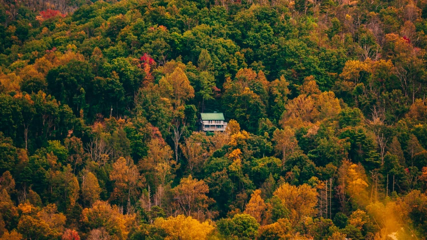 a house on top of a tree in the forest