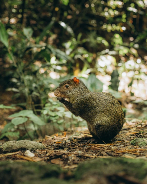 a small rodent on the ground in a forest