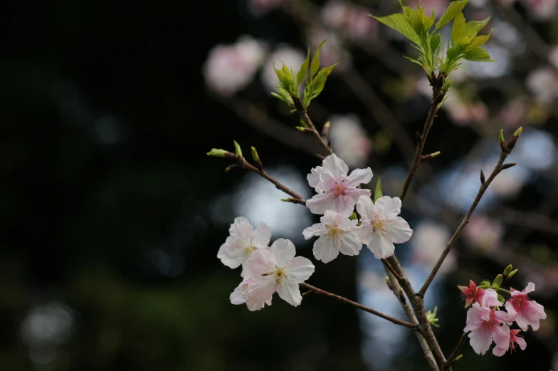 the flowers are blooming on the tree nches