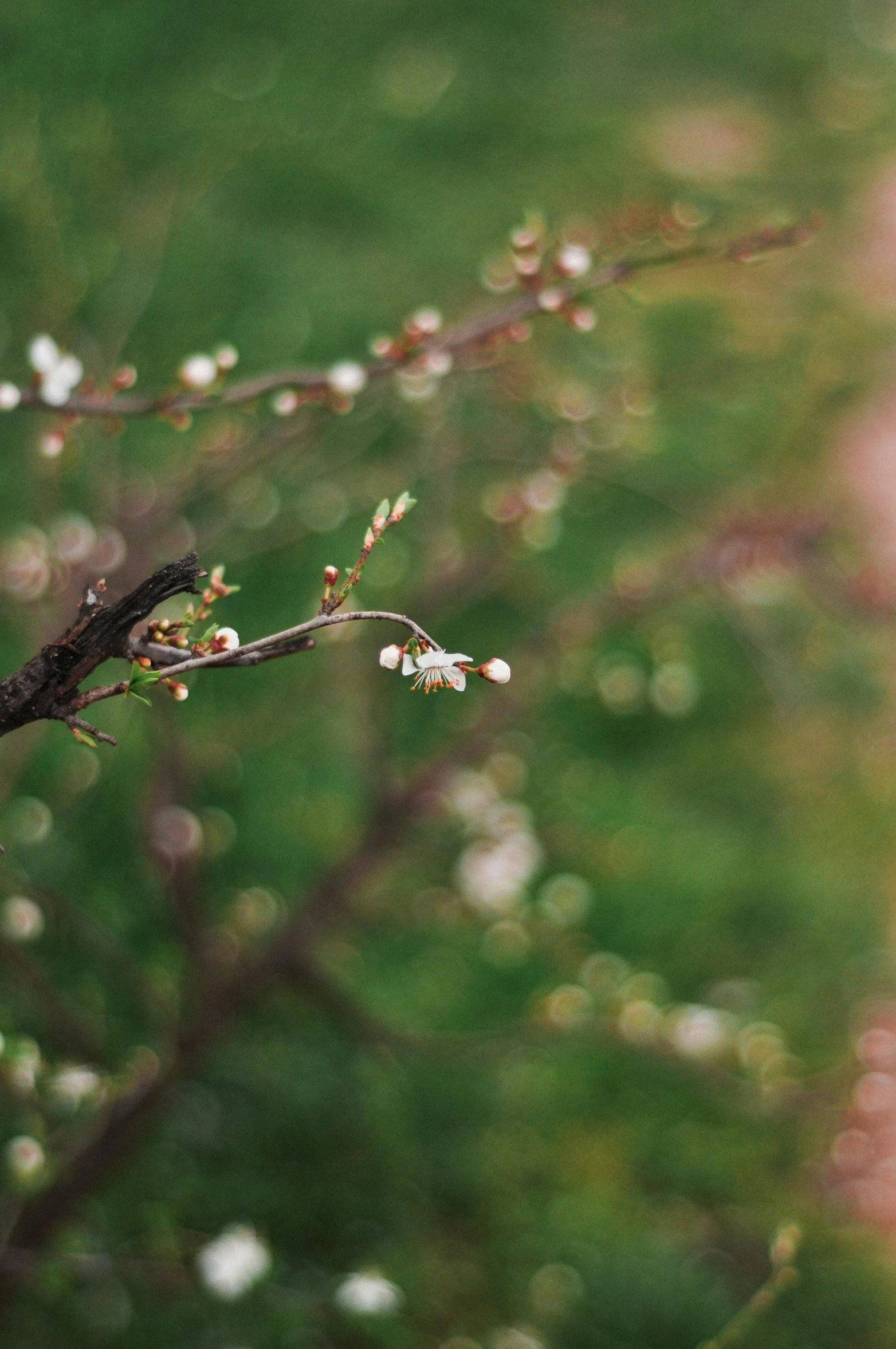 a flower that has some flowers on it