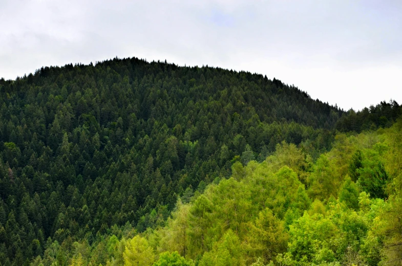 the green trees are on the side of the mountain