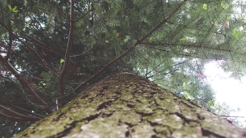 looking up at the top of a tree in the woods