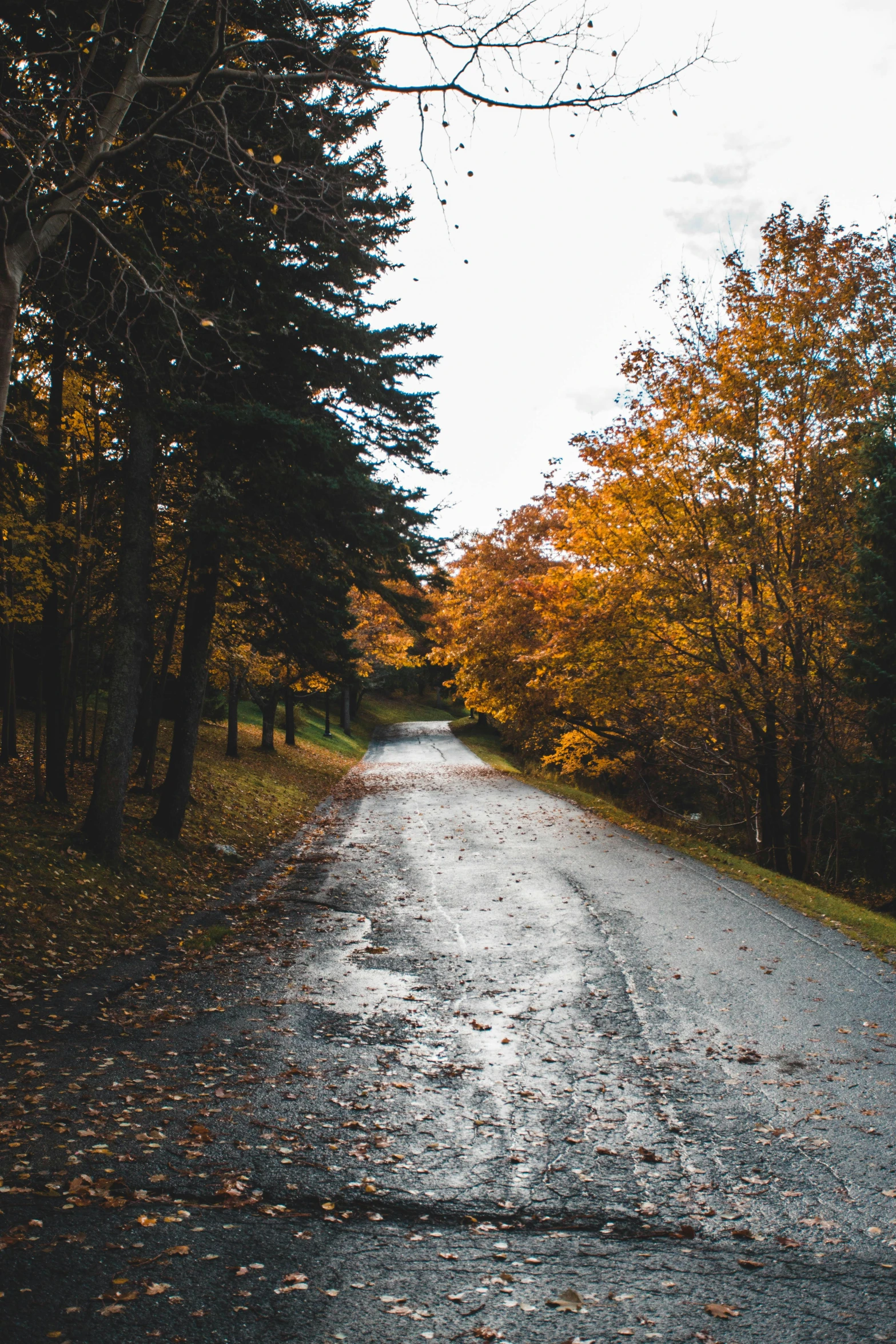 an empty road is pictured surrounded by trees