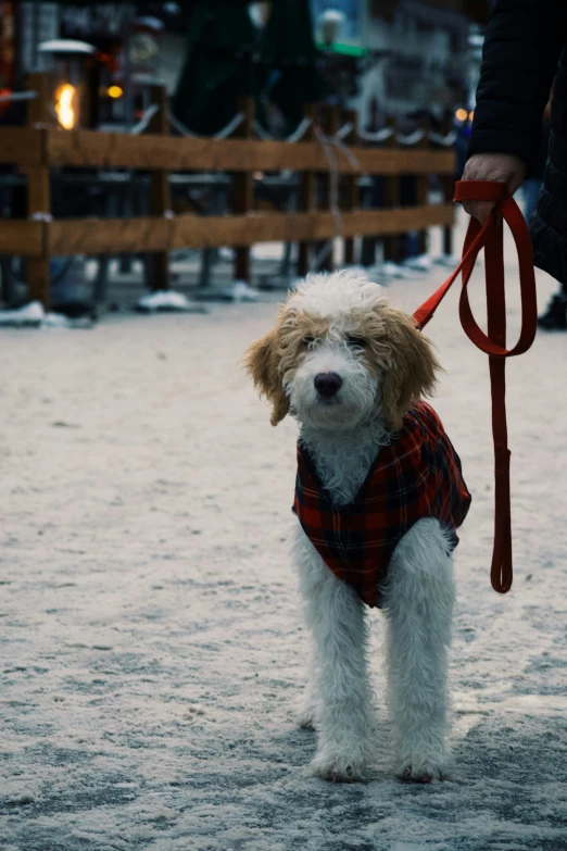 a poodle wears a plaid outfit while holding a leash