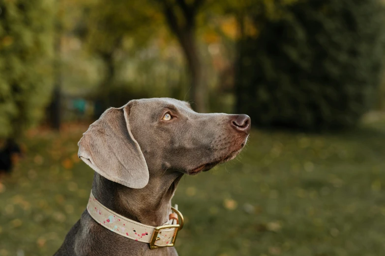 a grey dog in front of a tree with grass