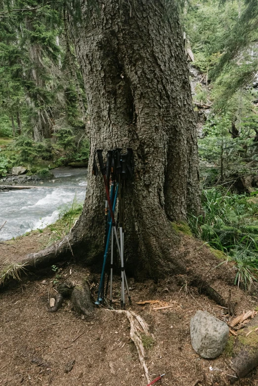 two blue skis propped up against a tree near a river