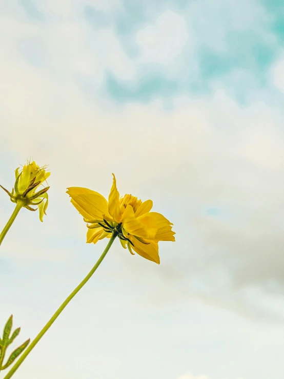 there are two yellow flowers on a field