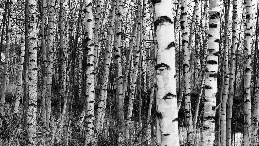 black and white image of trees and the sky