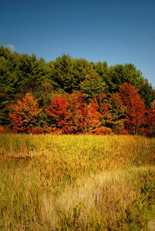 an image of the field with trees in the background